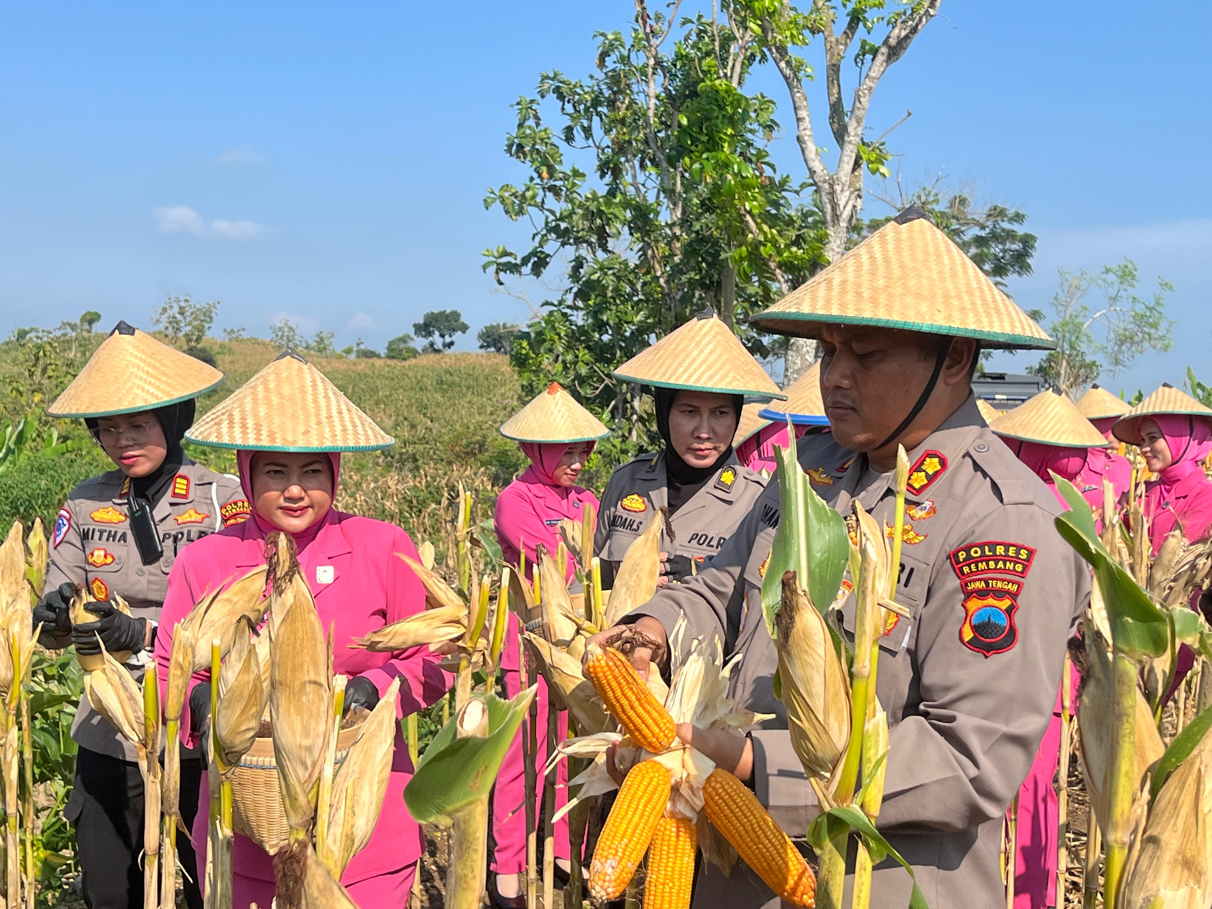 Zoom Langsung dengan Presiden RI, Polres Rembang Gelar Panen Raya Jagung Kuartal II di Desa Tegaldowo Gunem