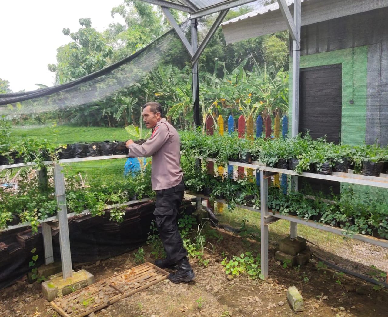 Anggota Polsek Sluke Dukung Program Pemerintah Dengan Berkebun Tanamannya Sendri