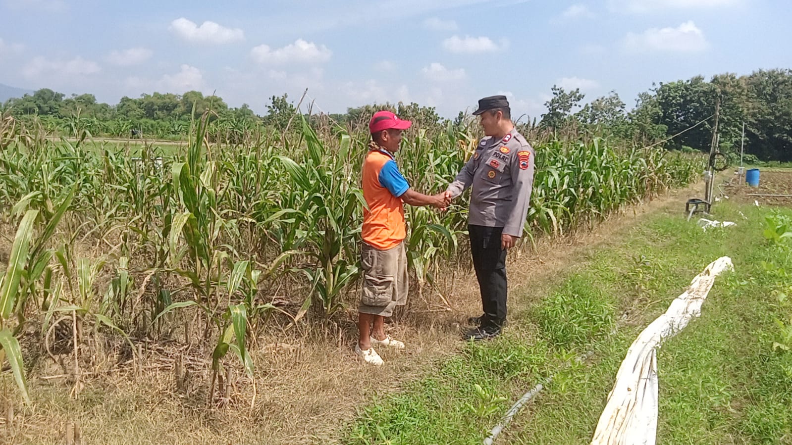 Swasembada Pangan Program Ketahanan Pangan, Aiptu Hariyanto Dampingi Petani Di Desa Sedan