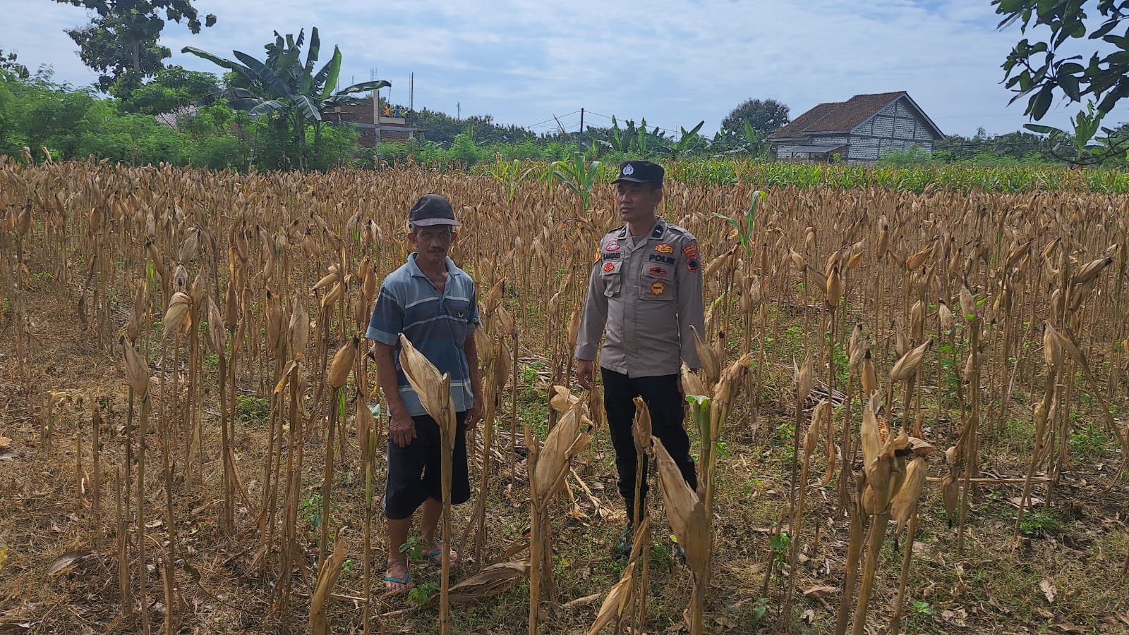 Program Prioritas Nasional : Aiptu Warjo Polsek Sedan Sambang Ke Petani Jagung