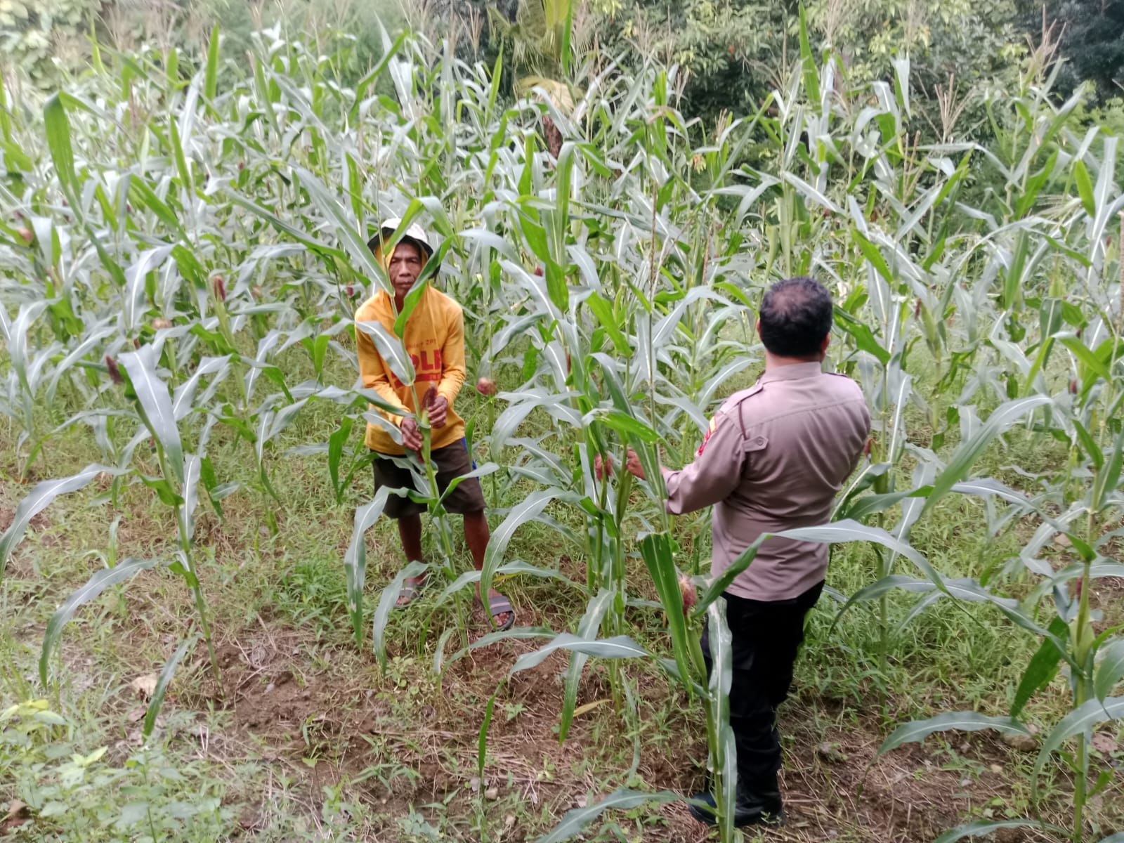 Sinergitas Polisi Untuk Masyarakat : Anggota Polsek Sedan Cek Tanaman Warganya, Guna Dukung Progam Ketahanan Pangan
