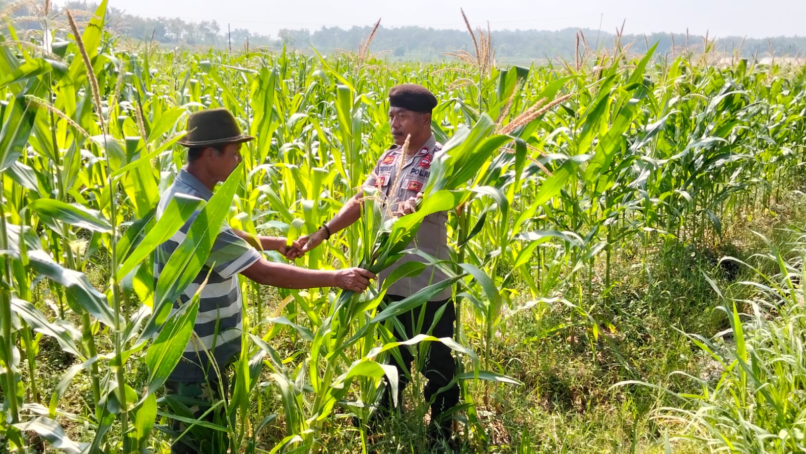 Polsek Sarang Sambangi Petani Jagung, Dukung Program Ketahanan Pangan Nasional