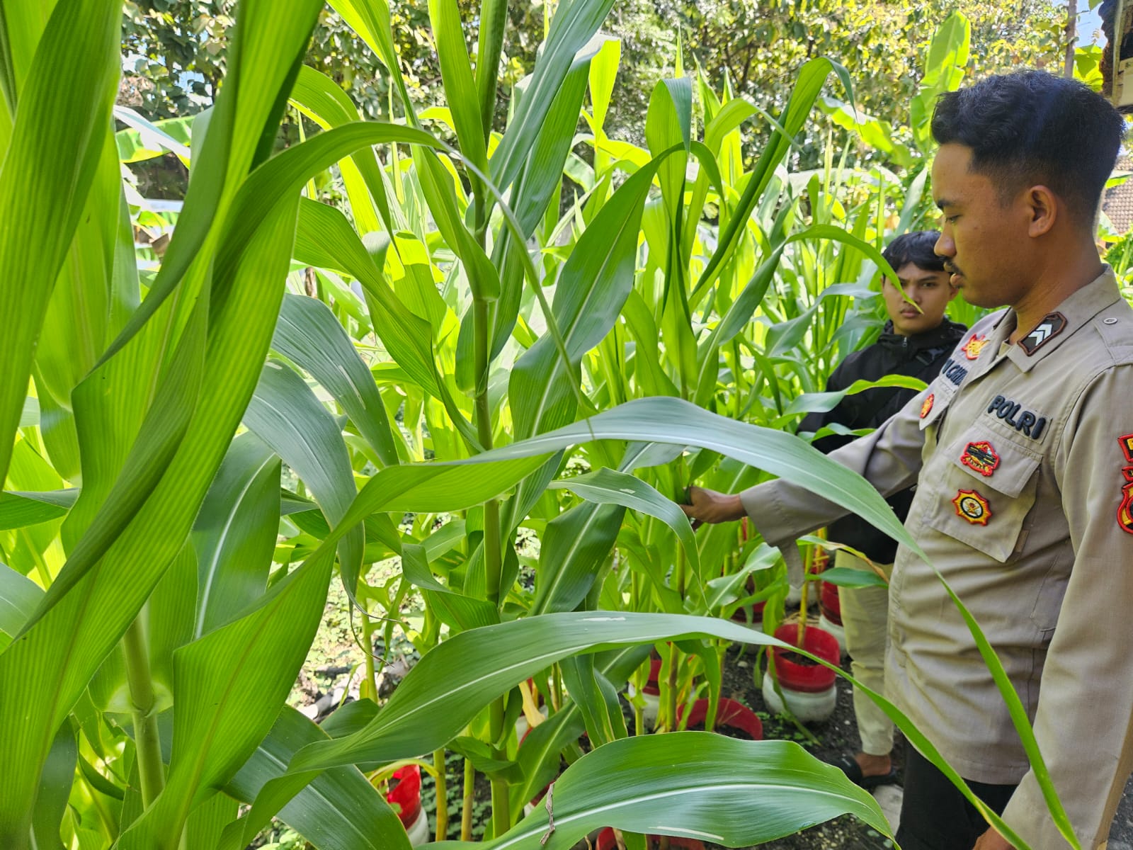 Bhabinkamtibmas Polsek Sluke Sambang Monitoring Lahan Ketahanan Pangan di Desa Binaan
